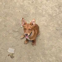 سگ پاکوتاه