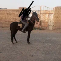 کره اسب نریان یورقه|اسب و تجهیزات اسبسواری|مشهد, گلشور|دیوار