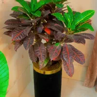 بستر کشت حرفهای گیاهان آپارتمانی و صیفیجات|گل و گیاه طبیعی|تربتحیدریه, بهشت عسکری|دیوار