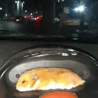 معاوضه یه جفت همستر