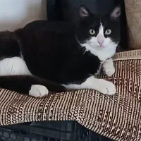 گمشده در رویان گربه تاکسیدو نر یکساله|حیوانات|رویان, |دیوار