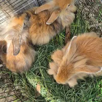 خرگوش لوپی اصل