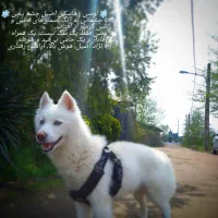 فروش فوری هاسکی