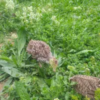 جوجه بوقلمو