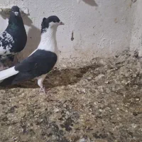 کفتر راست سیا مقبول