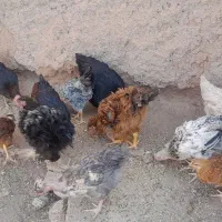 جوجه فری گردن لخت