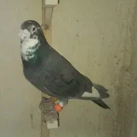 سرور سبز گرفتنی|پرنده|شیراز, کوشک میدان|دیوار