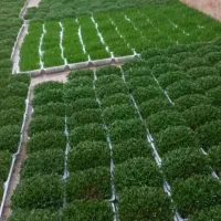 سبزه عید 1405|گل و گیاه طبیعی|برازجان, |دیوار