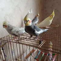 عروس هلندی