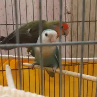 طوطی برزیلی نر و ماده|پرنده|اصفهان, سپاهانشهر|دیوار