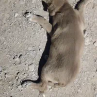 طوله سگ تصادفی