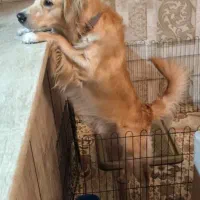 سگ گلدن|سگ|فردیس, منظریه|دیوار