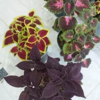 انواع گل طبیعی با قیمت های استثنایی