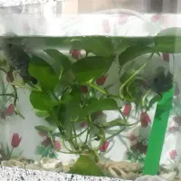 ماهی اسکار|ماهی|ملکآباد, |دیوار