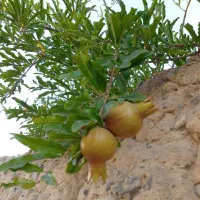 استخدام ویزیتور جهت شهر دهدشت