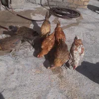 یک عدد خروس و هشت عدد جوجه