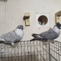 طوق سفید موشی