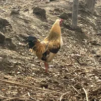 کوشامو ژاپنی|حیوانات مزرعه|رباط‌کریم, رباط‌کریم|دیوار