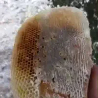 عسل وحشی درمانی ایلام|خوردنی و آشامیدنی|تهران, ترمینال غرب|دیوار