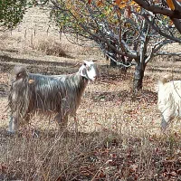 بزهای خانگی کاملا جوان و سالم وابستن،صددرصد تضمین|حیوانات مزرعه|سیلوانه, |دیوار