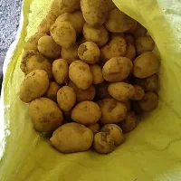 سیب زمینی اگریا