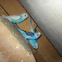 فروش مرغ عشق|پرنده|قشم, |دیوار