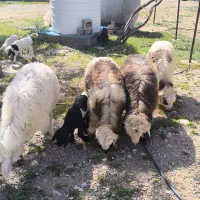 4راس بره نر درجه 1