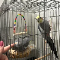 عروس هلندی|پرنده|تهران, افسریه شمالی|دیوار