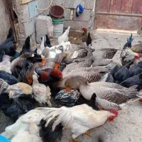 مرغ  و.   غاز|حیوانات مزرعه|آبادان, |دیوار