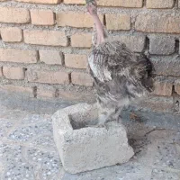 مرغ تخمگذار