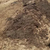 پِهِن گوسفندی