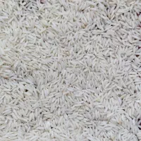 برنج طارم هاشمی - سرخ‌رود|خوردنی و آشامیدنی|قم, دانش|دیوار