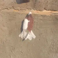 کبوتر|پرنده|اهر, |دیوار