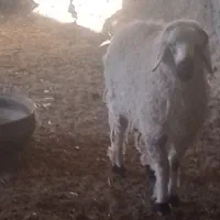 بره نر|حیوانات مزرعه|سرداران, |دیوار