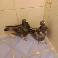 کفتر پلاکی دوتا ماده