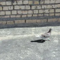 قرگی|پرنده|مشهد, شهید شهریاری|دیوار