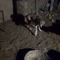 واگذاری‌توله‌ماده