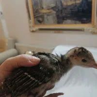 تعدادی جوجه بوقلمون و مرغ و خروس تزئینی|حیوانات مزرعه|مشهد, الهیه|دیوار