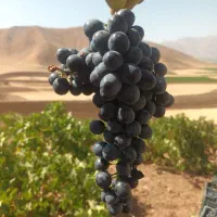 فروش باغ انگور
