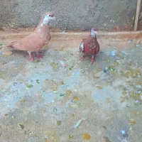 نرو ماده افشون