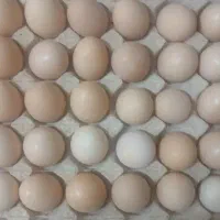 فروش تخم مرغ رسمی بار روزانه مستقیم از مرغ داری