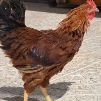 خروس محلی