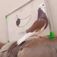 شازده سرخ ....سرخ دمب سفید   زاغ همه نر