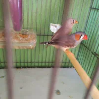 فنچ زبرا ۱۲۰ تومن|پرنده|تهران, فردوس|دیوار