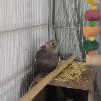 عروس هلندی با همه وسایل|پرنده|پاکدشت, شهرک امام رضا|دیوار