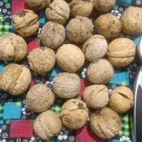 گردوی محلی مراغه و ملکان|خوردنی و آشامیدنی|میانه, |دیوار