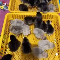 فروش جوجه ۲روزه