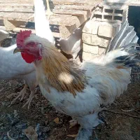 مرغ و خروس