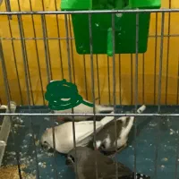 فنچ سرحال|پرنده|دره شهر, |دیوار