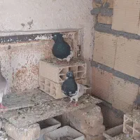 جفت کله سیاه با دوتا جوجه هاش